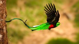 Quetzal