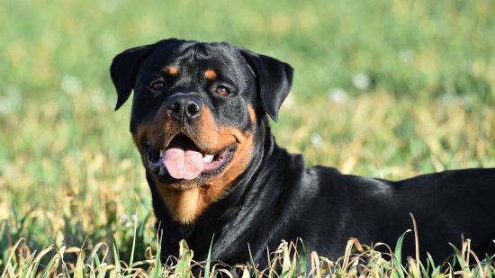 El cáncer ya es la primera causa de muerte en perros