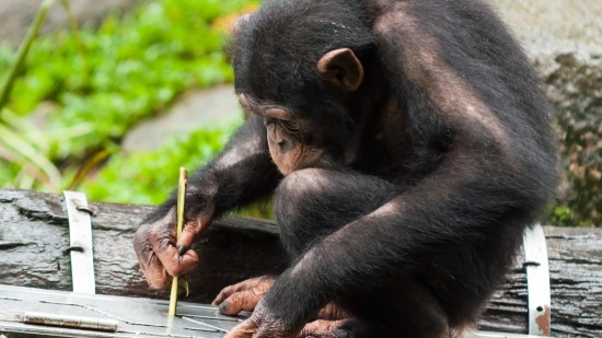 Primates