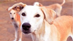 Los perros callejeros de Chernóbil son únicos, pero no por la radiación