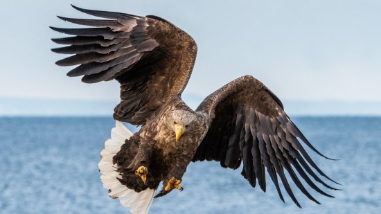 Águila