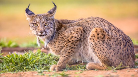 ¿Cuáles son los animales más amenazados del mundo?