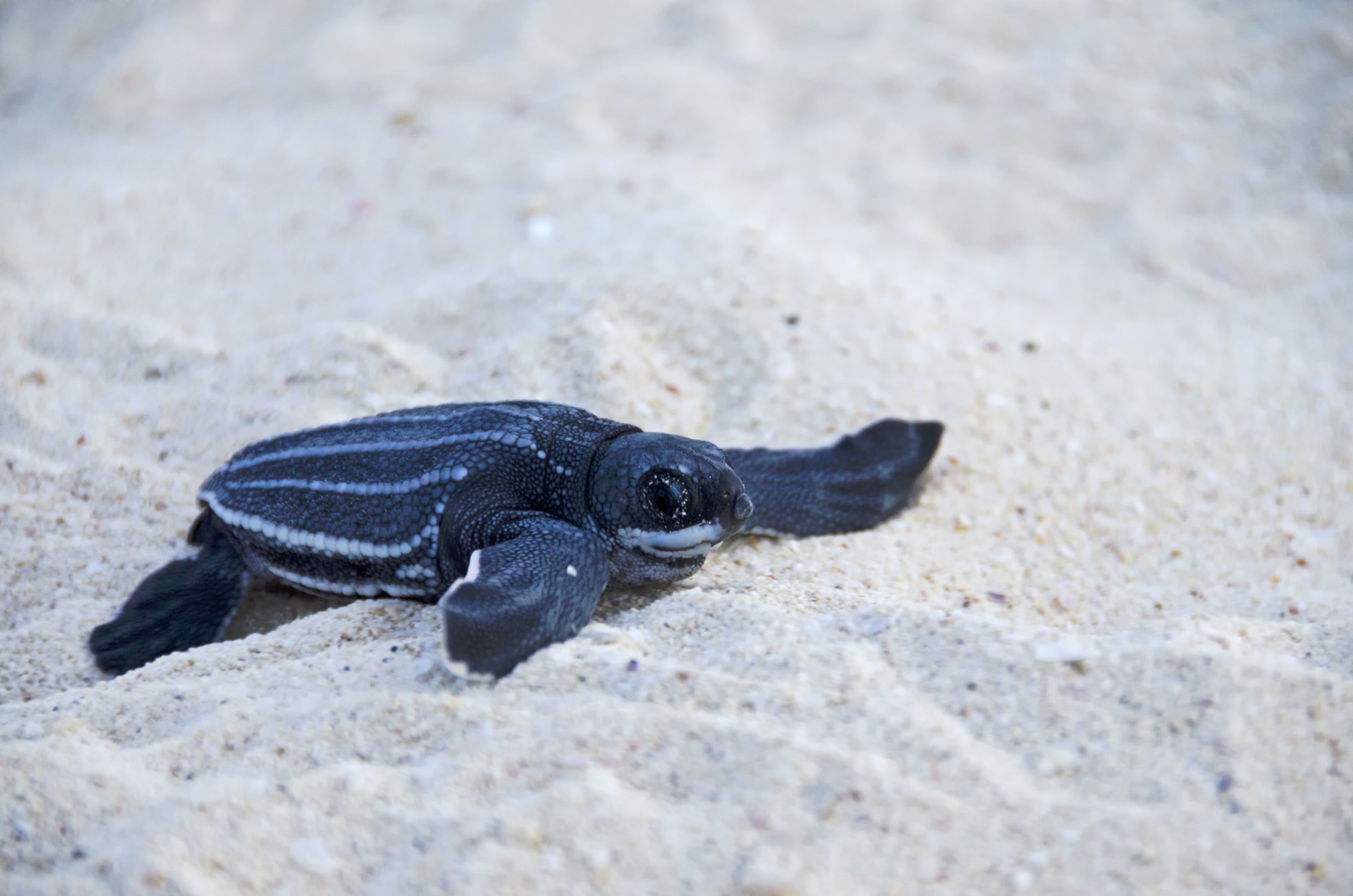 Tortuga