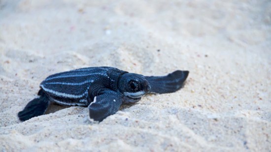 Tortuga