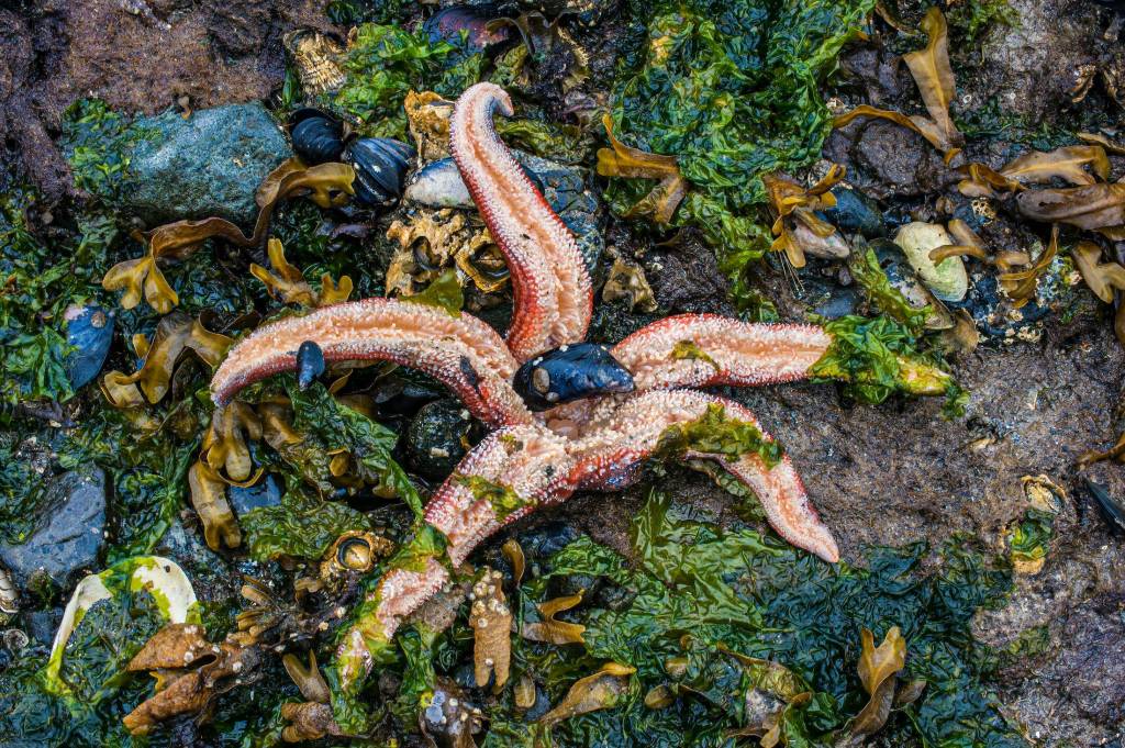 Estrella de mar moteada