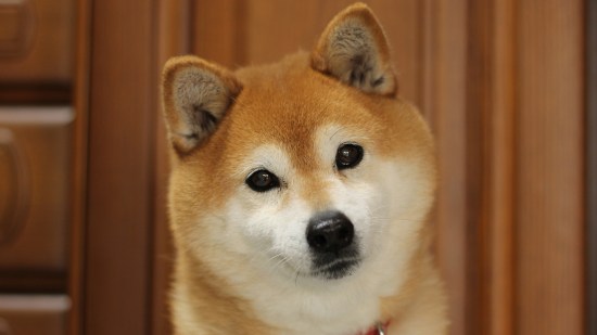 Perro de raza shiba inu