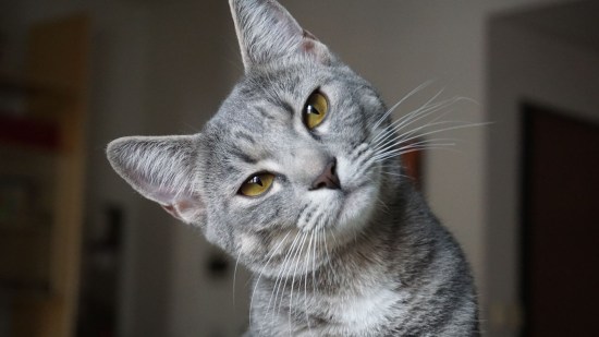 Este es el gato más caro del mundo
