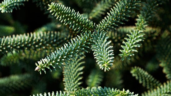 Pinsapo