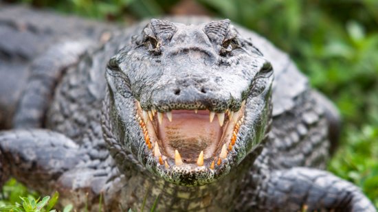La crucial diferencia entre caimanes y cocodrilos que puede salvar vidas
