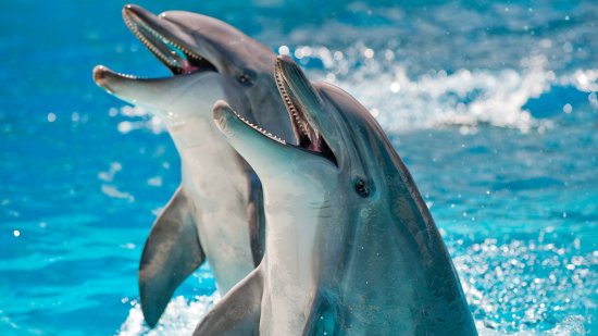 ¿Es el delfín el animal más inteligente del planeta?