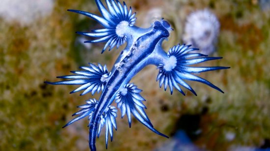 Regresa al Mediterráneo el dragón azul: descubre sus secretos más fascinantes