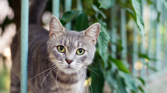 Gato romano