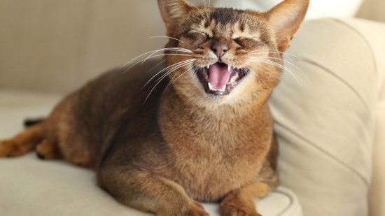 Gato maullando