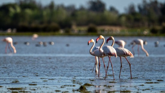 El humedal de Doñana