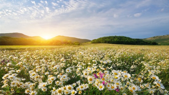 Curiosidades sobre las flores