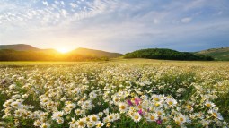 Curiosidades sobre las flores