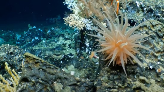 Arrecife de coral