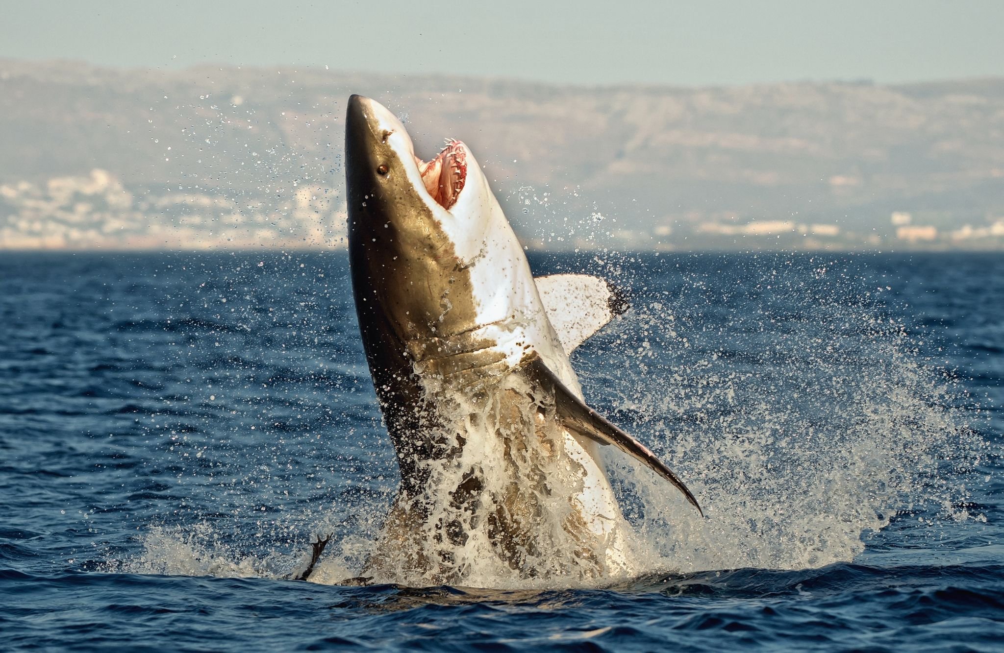 Hace 6000 años se pescaban tiburones en el Mediterráneo