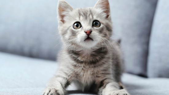 Gato cachorro gris