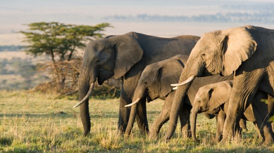 Elefante africano