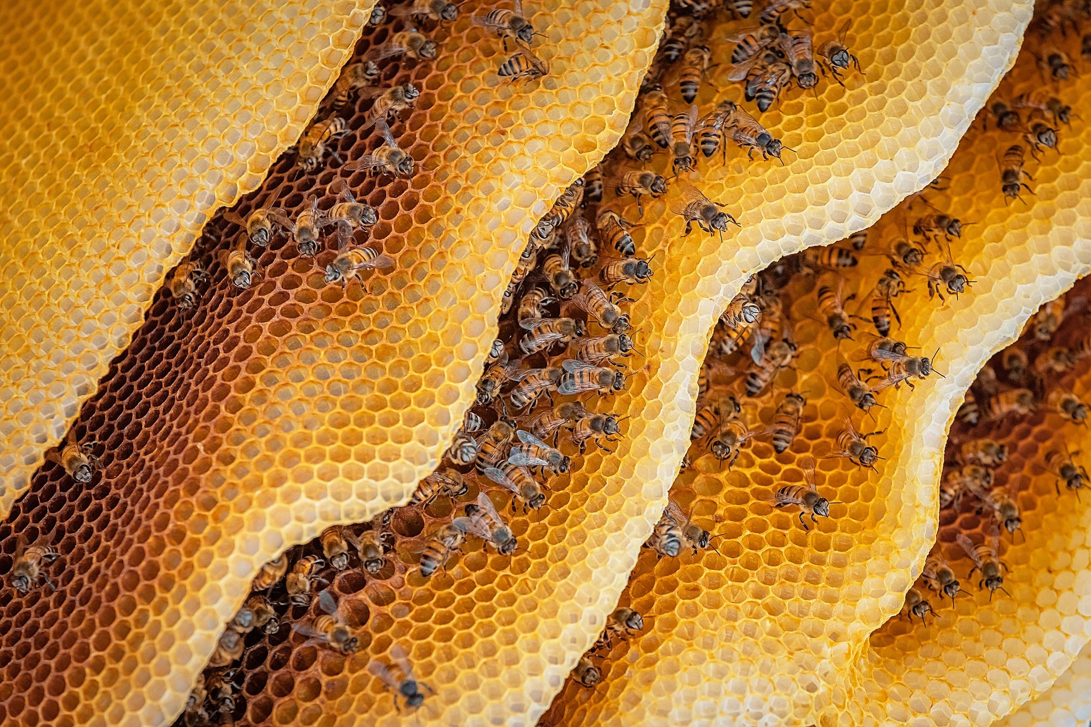 Llega la primavera: abejas, miel y aguijón