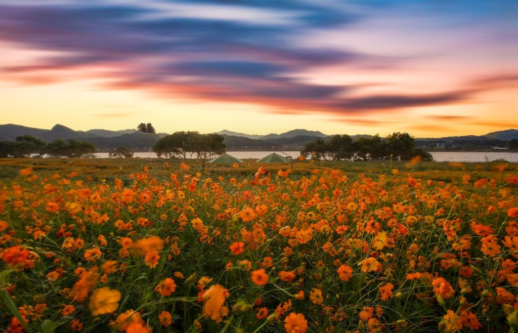 Curiosidades sobre las flores
