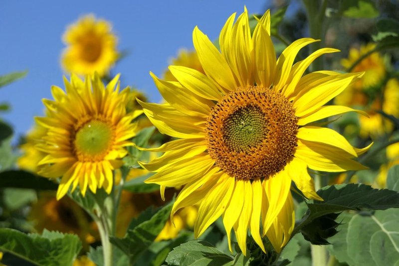 Curiosidades sobre las flores