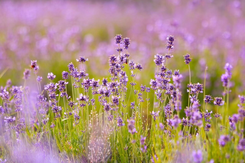 Curiosidades sobre las flores.