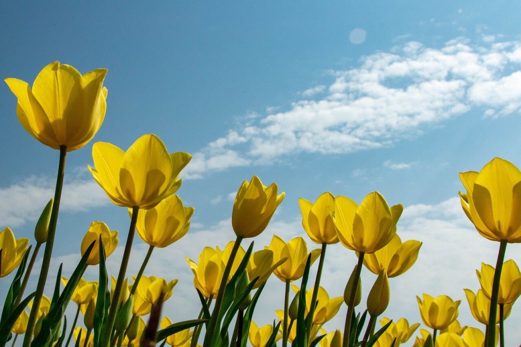 Curiosidades sobre las flores. 