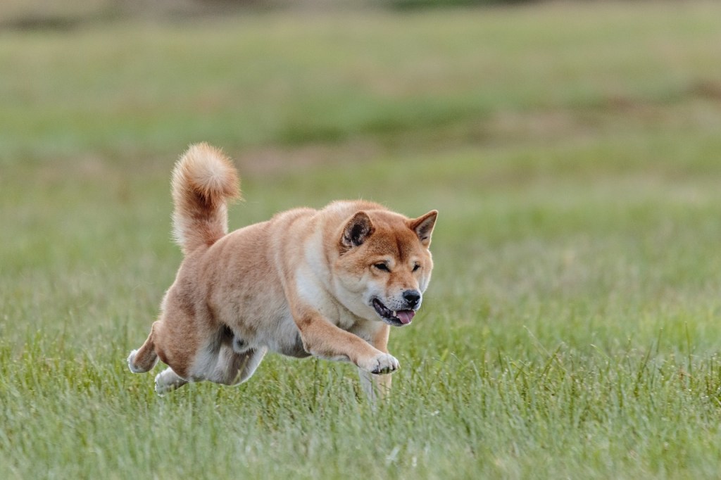 Shiba inu