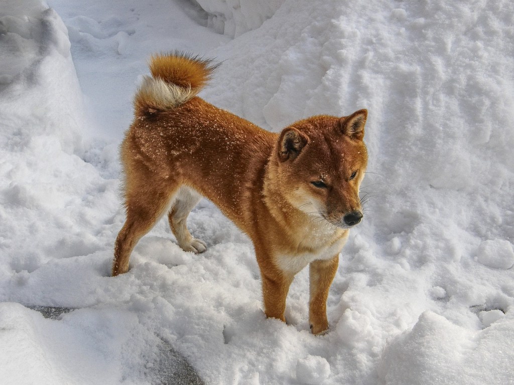 Shiba inu