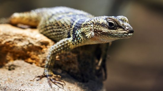 El abuelo de todos los reptiles