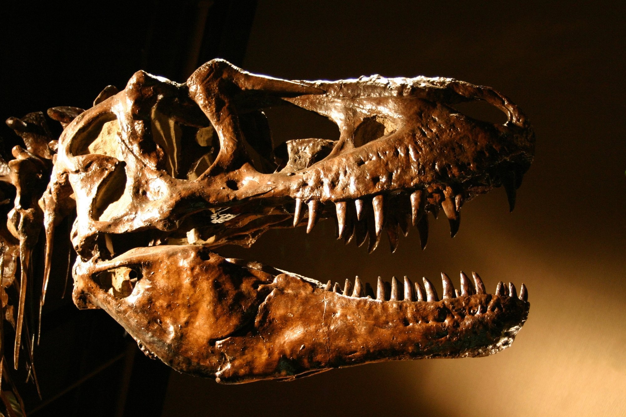 La industria de los fósiles de dinosaurios: cómo el comercio está afectando seriamente a la ciencia