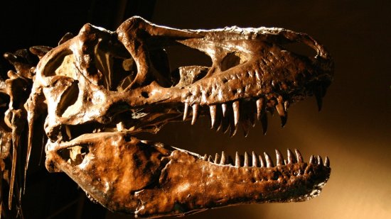 La industria de los fósiles de dinosaurios: cómo el comercio está afectando seriamente a la ciencia