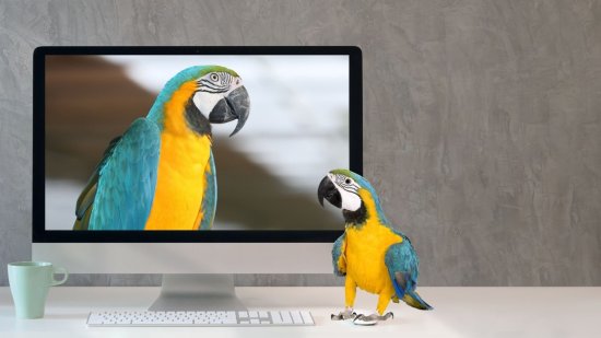 Loros en cautividad combaten la soledad a través de videollamadas