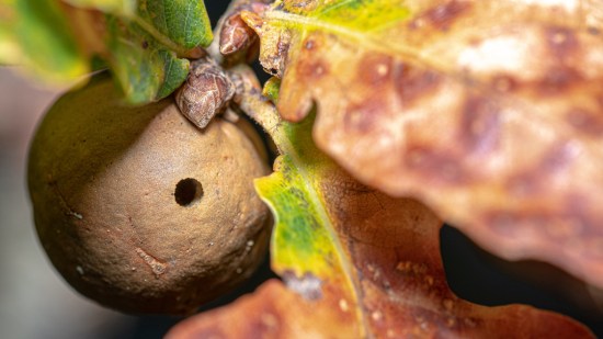 Agalla de roble