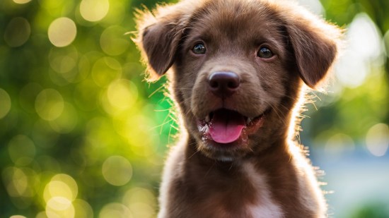Cachorro de perro marrón