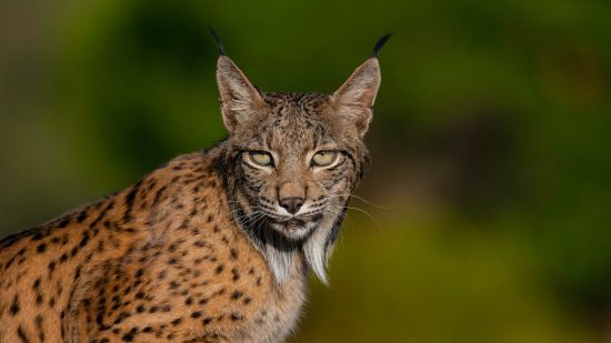 ¿Qué es la lista roja de especies amenazadas?
