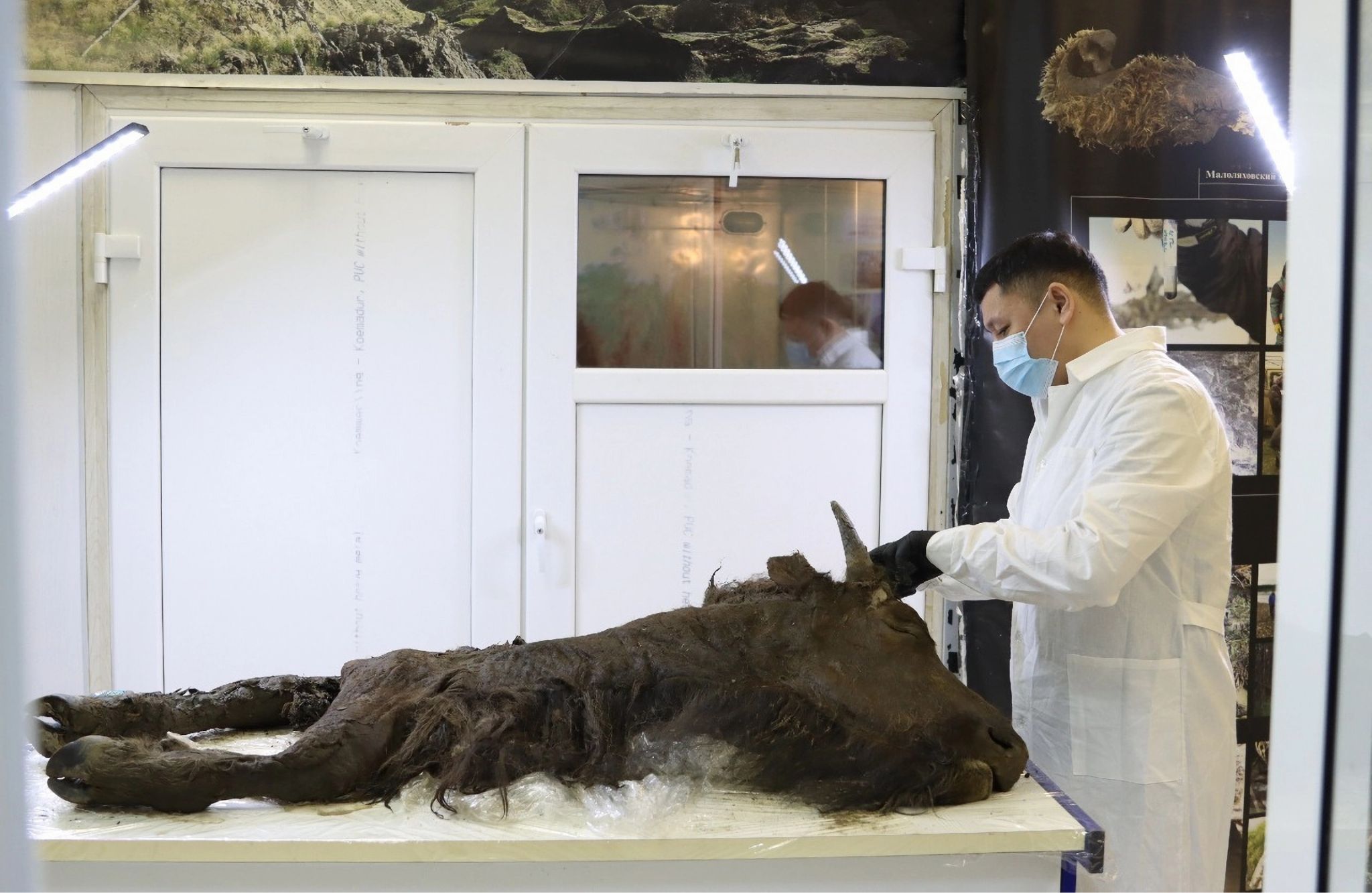 Descubren un animal prehistórico congelado en Siberia tan bien conversado que sería posible resucitarlo