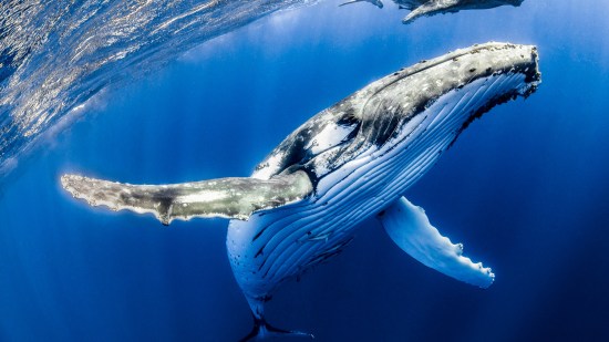 Ballenas jorobadas