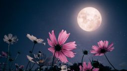 Los científicos han demostrado que la Luna llena no nos influye y nadie les cree