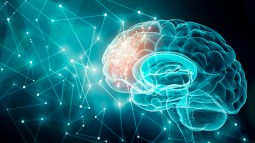 Cerebro humano IA
