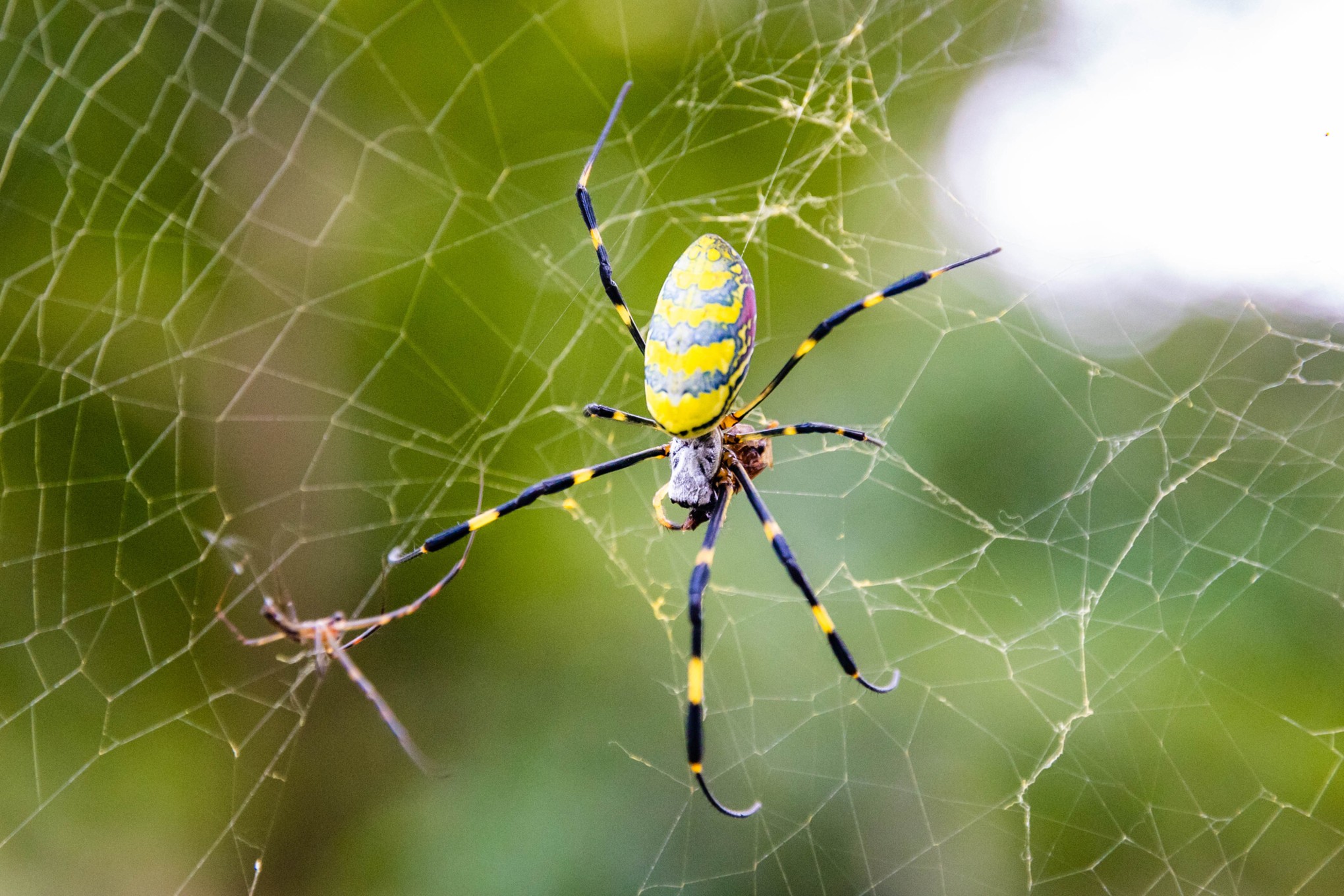 Esta espectacular araña es enorme, pero inofensiva