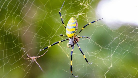 Esta espectacular araña es enorme, pero inofensiva
