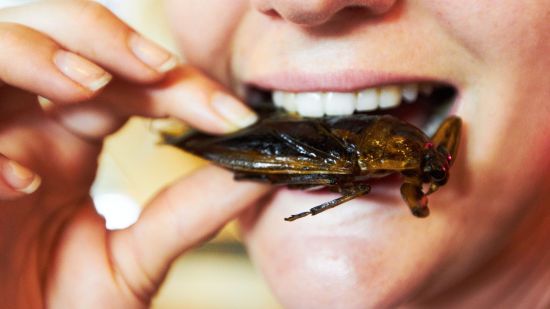Insectos