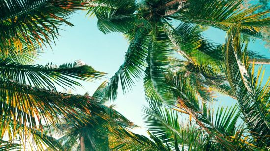Palmera cocotera