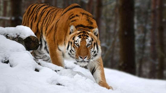 El tigre no es un felino