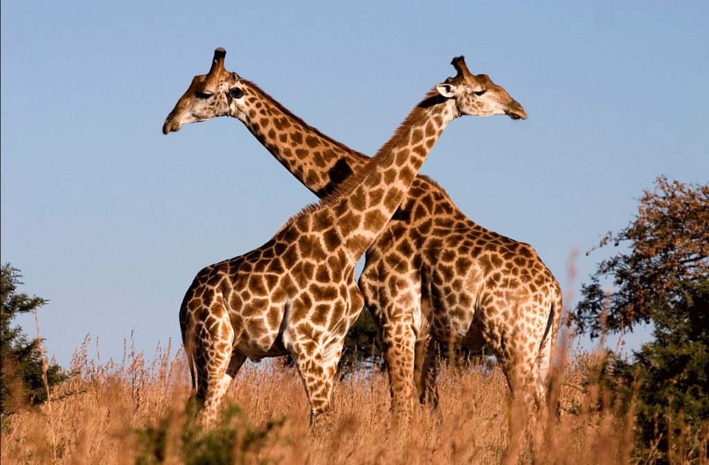 Jirafas