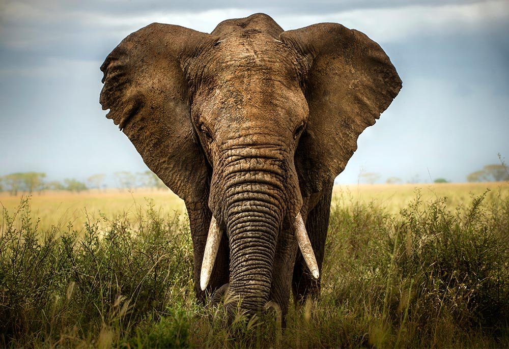 Elefante