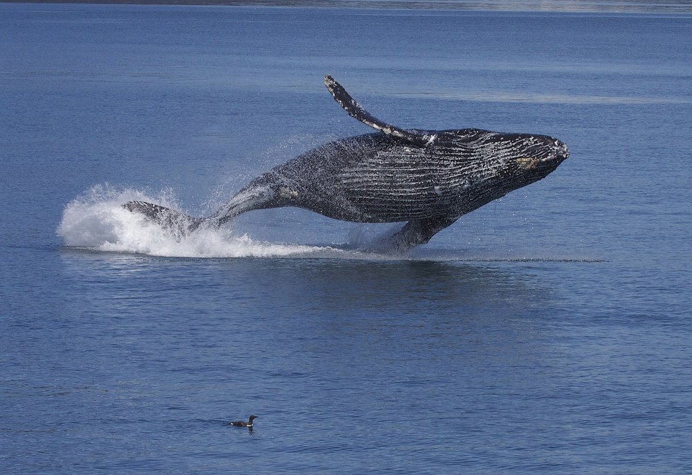 Embarazos animales sorprendentes: ballena jorobada